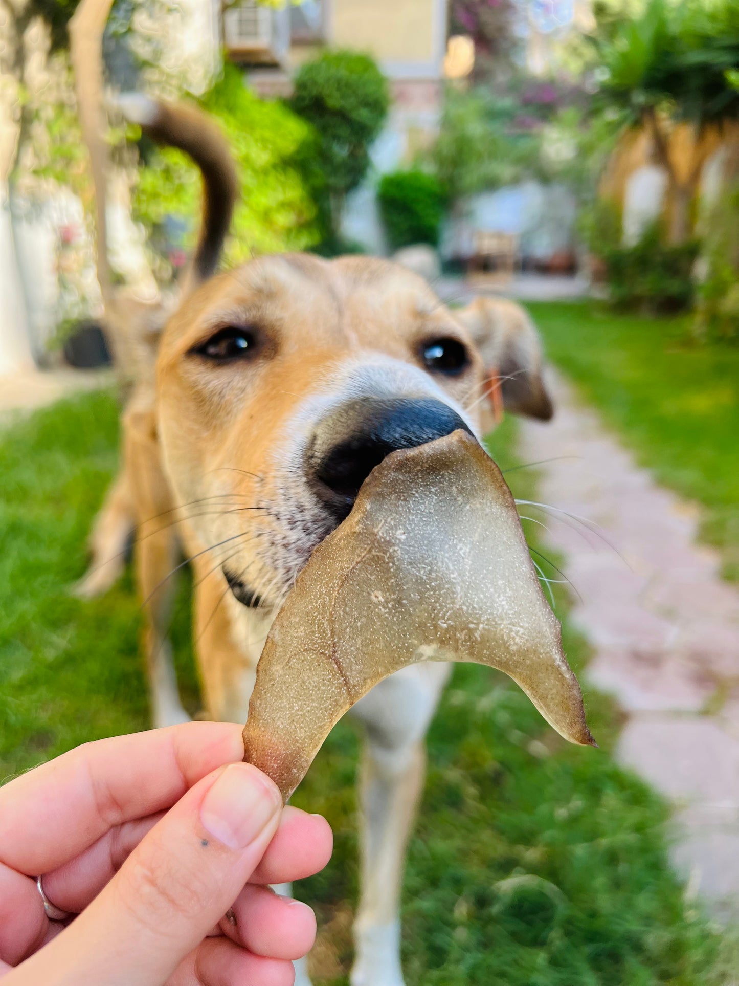 Lamb Ears